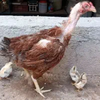 مرغ لاری باجوجه