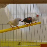 فنچ
