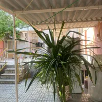 گل به همراه گلدان دو متری پاندانوس