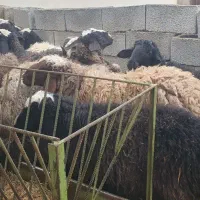 فروش گوسفند