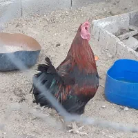 یک عدد خروس