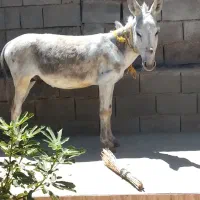الاغ خر