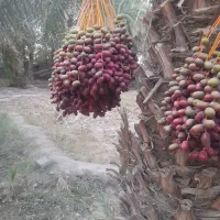 خرمای مضافتی تازه ایرانشهر