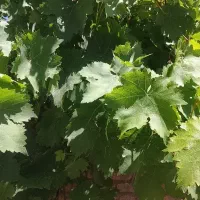 سلام همشهری عزیز من سرکاریگر هستم