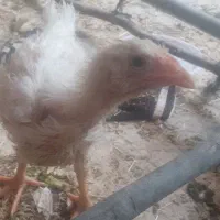 جوجه