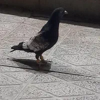 طاووسی