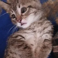 واگذاری بچه گربه