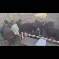بز و بزغاله میش