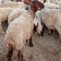 فروش ۴راس قوچ
