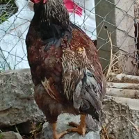 غاز مرغ و خروس برهما