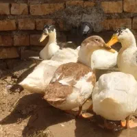 فروش اوردک محلی باتغذییه فقط کنسانتره