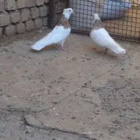 کبوتر طوقی