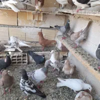 پرشی|پرنده|تاکستان, |دیوار