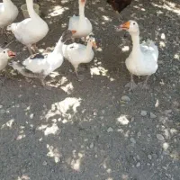 جوجه غاز چند ماه