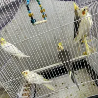 عروس هلندی
