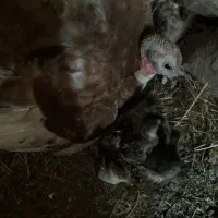 بوقلمون با ۱۳ جوجه تازه درآورده