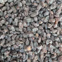 کشمش آفتابی طبیعی (گوشتی )