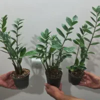 گل آگلونما برفی و زاموفیلیا