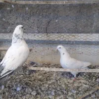 کبوتر|پرنده|اصفهان, جنیران (لادان)|دیوار