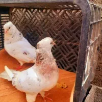 کبوتر