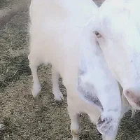 گوسفند نر