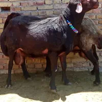 فروش قوچ افشار اصیل