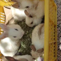 خرگوش|موش و خرگوش|خرمدره, |دیوار