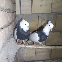 کبوتر