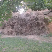 یونجه