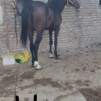 فروش  ۱۵ راس اسب پالانی
