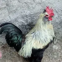 مرغ وخروس