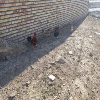 مرغ وخروس وجوجه