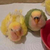 طوطی برزیلی سرلاکی بیگ سایز