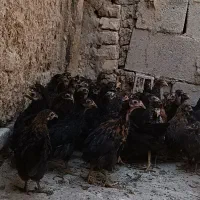 جوجه مرغ. بومی