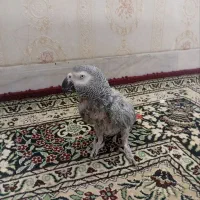 کاسکو