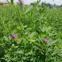 فروش یونجه چین سوم