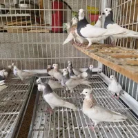 پرنده|پرنده|زبرخان, |دیوار