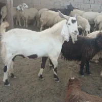 هویزه