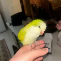 پرنده راهب سخنگو