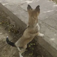 سگ هاسکی پاکوتاه مولد