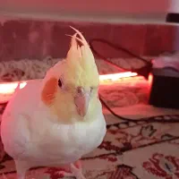 فروش یک جفت عروس هلندی بالغ + قفس