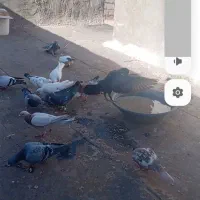 کفتر پرشی به ضمانت ۱۳ تا همه به ضمانت
