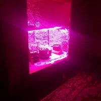 لامپ هفت رنگ اماده