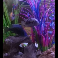 ماهی گوشتخوار