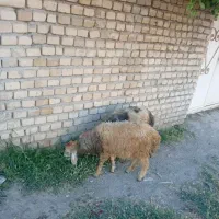بره نر و ماده