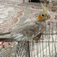 فروش پرنده