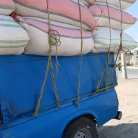 کاه گونی ۱۶