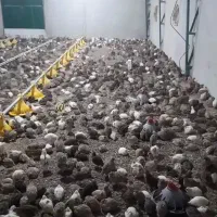بلدرچین نر گوشتی و وزن بالا برای کشتار