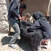 واکسیناسیون دام