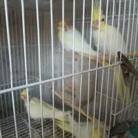 فروش جوجه عروس هلندی